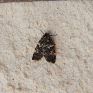 Halone coryphoea at Fadden, ACT - 3 Nov 2016 03:56 PM