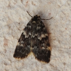 Halone coryphoea at Fadden, ACT - 3 Nov 2016 03:56 PM