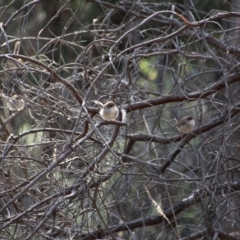 Malurus cyaneus (Superb Fairywren) at Mount Majura - 28 Apr 2017 by petersan