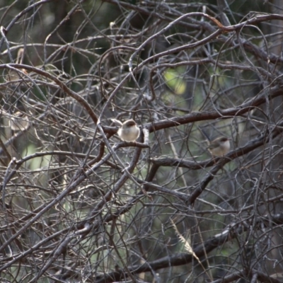 Malurus cyaneus (Superb Fairywren) at Mount Majura - 28 Apr 2017 by petersan