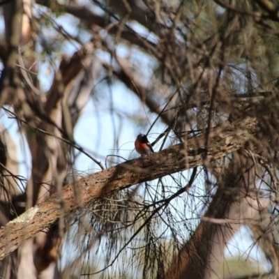 Petroica boodang (Scarlet Robin) at Hackett, ACT - 28 Apr 2017 by petersan