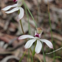 Caladenia moschata (Musky Caps) at Gundaroo, NSW - 17 Oct 2015 by MaartjeSevenster