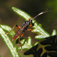 Gotra sp. (genus) (Unidentified Gotra ichneumon wasp) at Paddys River, ACT - 29 Apr 2017 by MatthewFrawley