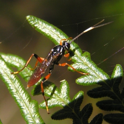 Gotra sp. (genus) (Unidentified Gotra ichneumon wasp) at Paddys River, ACT - 29 Apr 2017 by MatthewFrawley