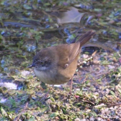 Sericornis frontalis (White-browed Scrubwren) at Paddys River, ACT - 29 Apr 2017 by MatthewFrawley