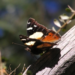 Vanessa itea (Yellow Admiral) at Tidbinbilla Nature Reserve - 29 Apr 2017 by MatthewFrawley