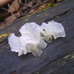 Tremella fuciformis (Snow Fungus) at Tidbinbilla Nature Reserve - 29 Apr 2017 by MatthewFrawley