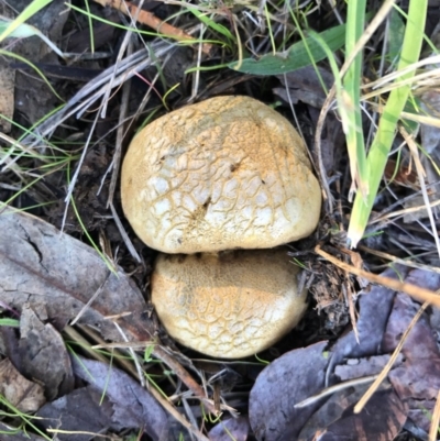 Scleroderma sp. (Scleroderma) at Watson, ACT - 29 Apr 2017 by AaronClausen