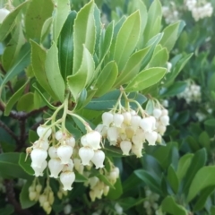 Arbutus unedo (Strawberry Tree) at Isaacs, ACT - 29 Apr 2017 by Mike