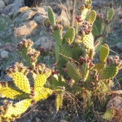 Opuntia puberula (Puberula Cactus) at Isaacs, ACT - 29 Apr 2017 by Mike