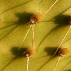 Opuntia puberula at Isaacs, ACT - 29 Apr 2017