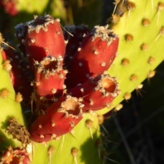 Opuntia puberula at Isaacs, ACT - 29 Apr 2017