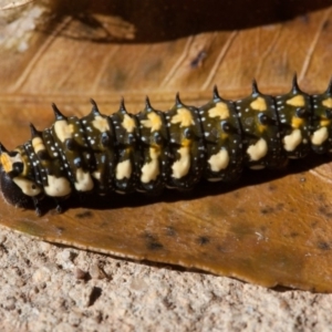 Papilio anactus at Murrumbateman, NSW - 29 Apr 2017