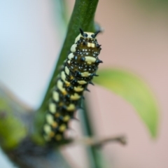 Papilio anactus at Murrumbateman, NSW - 29 Apr 2017 02:21 PM