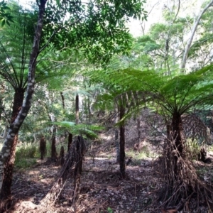 Cyathea australis subsp. australis at Nelson Beach - suppressed