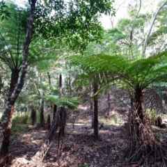 Cyathea australis (Rough tree fern) at Mogareeka, NSW - 28 Apr 2017 by RossMannell