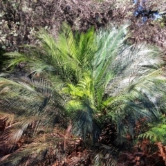 Macrozamia communis (Burrawang) at Nelson, NSW - 20 Apr 2017 by RossMannell