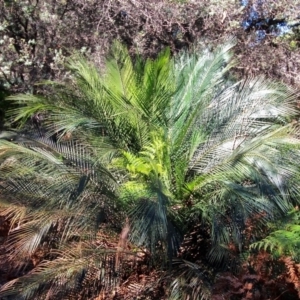 Macrozamia communis at Nelson Beach - suppressed