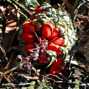 Macrozamia communis at Nelson Beach - suppressed