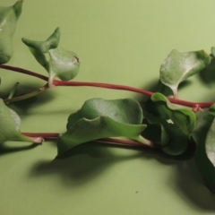 Anredera cordifolia (Madeira Vine) at Paddys River, ACT - 29 Apr 2017 by michaelb