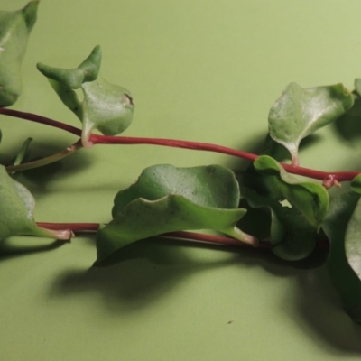 Anredera cordifolia (Madeira Vine ) at Point Hut to Tharwa - 29 Apr 2017 by michaelb