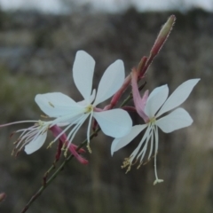 Oenothera lindheimeri (Clockweed) at Coombs, ACT - 24 Apr 2017 by MichaelBedingfield