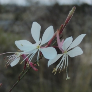 Oenothera lindheimeri at Molonglo River Reserve - 24 Apr 2017