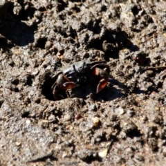 Unidentified Crab at Nelson, NSW - 24 Apr 2017 by RossMannell