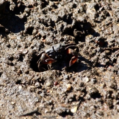 Unidentified Crab at Nelson, NSW - 24 Apr 2017 by RossMannell