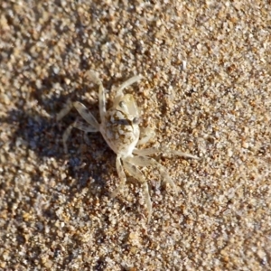 Ocypode cordimana at Mogareeka, NSW - 28 Apr 2017 01:52 PM
