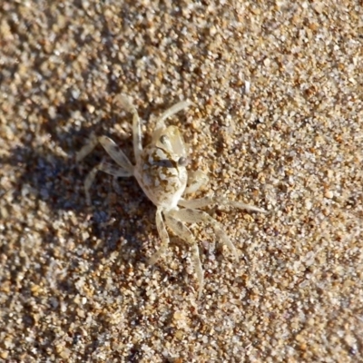 Ocypode cordimana (Smooth-Handed Ghost Crab) at Mogareeka, NSW - 28 Apr 2017 by RossMannell