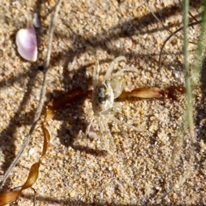 Ocypode cordimana at Mogareeka, NSW - 28 Apr 2017 01:52 PM
