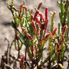 Sarcocornia quinqueflora subsp. quinqueflora at Nelson, NSW - 24 Apr 2017 01:35 PM