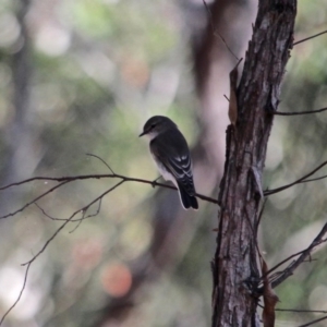 Microeca fascinans at Nelson, NSW - 24 Apr 2017