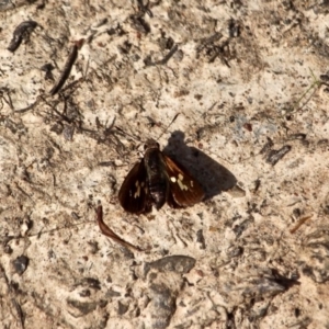 Trapezites symmomus at Nelson, NSW - 24 Apr 2017 02:46 PM