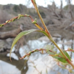 Persicaria hydropiper (Water Pepper) at Molonglo River Reserve - 24 Apr 2017 by michaelb