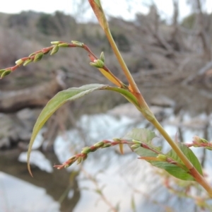 Persicaria hydropiper at Molonglo River Reserve - 24 Apr 2017 06:50 PM