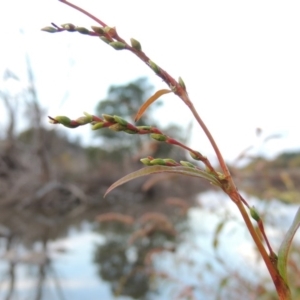 Persicaria hydropiper at Molonglo River Reserve - 24 Apr 2017 06:50 PM