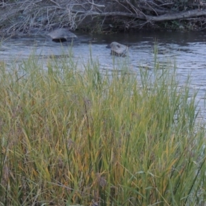 Phragmites australis at Molonglo River Reserve - 24 Apr 2017 07:13 PM