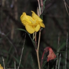 Oenothera stricta subsp. stricta (Common Evening Primrose) at Coombs, ACT - 24 Apr 2017 by MichaelBedingfield