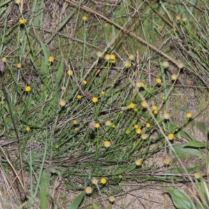 Calotis lappulacea at Molonglo River Reserve - 24 Apr 2017 07:30 PM