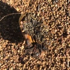 Pisolithus sp. at Watson, ACT - 30 Apr 2017