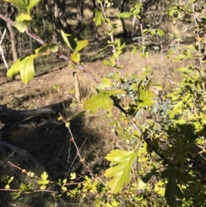 Crataegus monogyna at Watson, ACT - 30 Apr 2017 09:37 AM