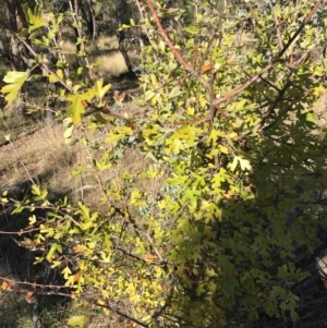 Crataegus monogyna at Watson, ACT - 30 Apr 2017 09:37 AM