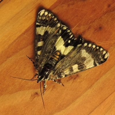 Apina callisto (Pasture Day Moth) at Gordon, ACT - 27 Apr 2017 by MichaelBedingfield