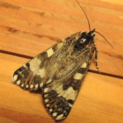 Apina callisto at Gordon, ACT - 27 Apr 2017 10:02 PM