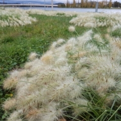 Cenchrus longisetus (Feathertop Grass) at Acton, ACT - 24 Apr 2017 by ACTBioSecurity