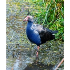 Porphyrio melanotus (Australasian Swamphen) at Panboola - 28 Apr 2017 by JulesPhotographer