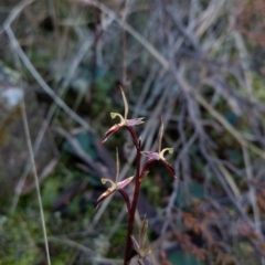 Acianthus exsertus (Large Mosquito Orchid) at Mount Jerrabomberra - 30 Apr 2017 by MattM