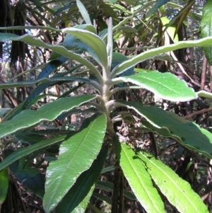 Bedfordia arborescens at Paddys River, ACT - 29 Apr 2017 11:15 AM